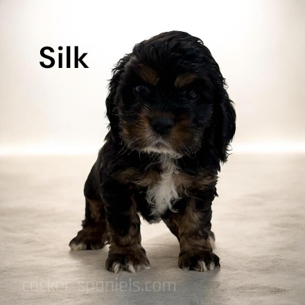 puppy, for, sale, Cocker Spaniel, Joe & Cherri  Overlease, dog, breeder, Miller, MO, dog-breeder, puppy-for-sale, forsale, nearby, find, puppyfind, locator, puppylocator, aca